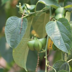 Poudre de protéines de Sacha Inchi fournie par l'usine |   Protéine végétale végétalienne en vrac de Plukenetia <span class=keywords><strong>Volubilis</strong></span> 60% de qualité alimentaire, extrait à base de plantes en bouteille - Product Image 2