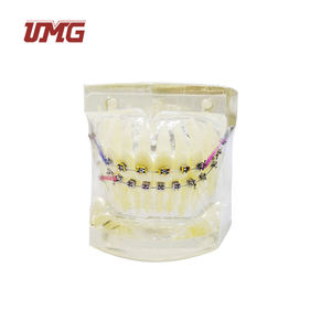 Modelo <span class=keywords><strong>de</strong></span> ortodoncia para entrenamiento Dental, modelo tipodot con soporte <span class=keywords><strong>de</strong></span> Metal transparente para la comunicación <span class=keywords><strong>de</strong></span> los pacientes - Product Image 3
