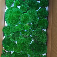 Moss Vente en gros de mousse de renne naturelle préservée produite au Yunnan Dry Bun Moss Décoration des murs