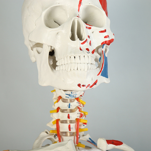 180cm PVC Bộ xương người mô hình lâm sàng giải phẫu y tế khoa học thực esqueleto xương Kết cấu dây thần kinh gốc - Product Image 5