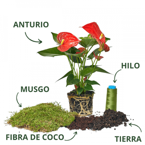 Faire votre propre Anthurium rouge Kokedama pour la maison vaso para kokedama pour la décoration intérieure <span class=keywords><strong>Koke</strong></span> Kit Anturio pour cadeau maman - Product Image 2