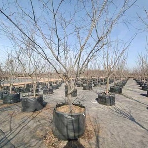 HOKBG Sacchi per <span class=keywords><strong>Piante</strong></span> in Tessuto PP Anti-UV <span class=keywords><strong>da</strong></span> 400 Litri, Resistenti e Traspiranti, per la Coltivazione <span class=keywords><strong>di</strong></span> Fiori e Alberi <span class=keywords><strong>da</strong></span> <span class=keywords><strong>Frutto</strong></span> (Olive), Sacchi <span class=keywords><strong>da</strong></span> Vivaio a Forma <span class=keywords><strong>di</strong></span> Albero - Product Image 3