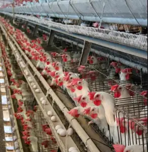 PP Sabuk Kandang Lapisan Ayam Konveyor, Kandang Lapisan Ayam untuk Desain Rumah Peternakan Unggas