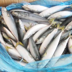 O melhor <span class=keywords><strong>mackerel</strong></span> de peixe congelado fresco do mar para venda - Product Image 4