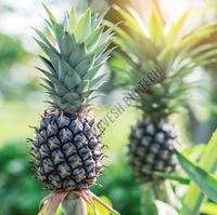 Poudre de bromélaïne haute pureté, enzyme naturelle d'ananas pour attendrir la viande, la transformation alimentaire, la boulangerie, la confiserie et les boissons