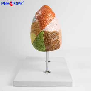 Juego de 2 piezas de segmentos de pulmón de colores, 10 segmentos cada uno para pulmones izquierdo y derecho, producto de ciencia médica - Product Image 2
