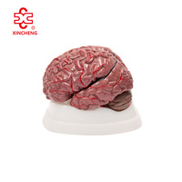 Modelo Anatómico de Cerebro con Arterias (Colorido) para Ciencias Médicas