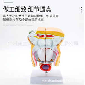 Anatomie reproductive féminine ; modèles anatomiques des organes reproducteurs internes et externes ; modèles anatomiques du vagin - Product Image 2