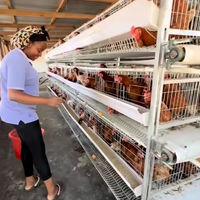 Cage à Poulets de Type H avec Nettoyage Manuel du Fumier, 4 Niveaux, 128/160 Oiseaux, Cages d'Élevage pour Poules Pondeuses, pour Fermes du Kenya