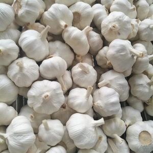 Proveedor de Ajo Fresco Estándar Chino para Venta al por Mayor de Ajo Blanco Normal a Precio de Mayoreo - Product Image 4