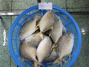 Pescado Pompano Dorado Congelado, 10 kg, 00-400 g, 400-500 g, 500-600 g, Empaque a Granel, Pieza Entera, <span class=keywords><strong>Trachinotus</strong></span> <span class=keywords><strong>Ovatus</strong></span> - Product Image 3
