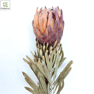 <span class=keywords><strong>Al</strong></span> por mayor <span class=keywords><strong>venta</strong></span> caliente Natural procesados secos Protea flor seca Real para DIY <span class=keywords><strong>flores</strong></span> <span class=keywords><strong>de</strong></span> alta decoración <span class=keywords><strong>de</strong></span> la boda <span class=keywords><strong>de</strong></span> acuerdo - Product Image 6
