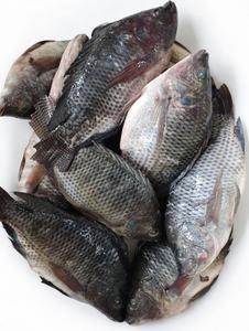 <span class=keywords><strong>Acheter</strong></span> du Tilapia frais congelé d'origine chinoise, Tilapia <span class=keywords><strong>vivant</strong></span>, produits de la pêche à vendre, prix du <span class=keywords><strong>poisson</strong></span> - Product Image 6