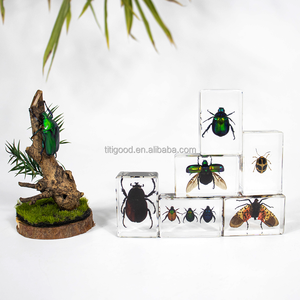 Spécimen d'insecte en résine : Scorpion, petit coléoptère, animaux en époxy pour décoration de bureau - Product Image 6