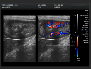 Hospitales Clínicas <span class=keywords><strong>Veterinaria</strong></span> 2D 3D 4D Tipo de cuaderno Color Doppler Ultrasonido Sistema de diagnóstico Máquina para perro Ganado Vaca Caballo - Product Image 4