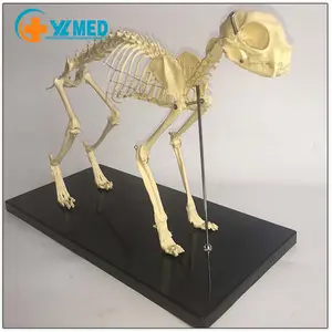 Медицинские научные образцы скелетов кошек животных для медицинского обучения в больнице животных
