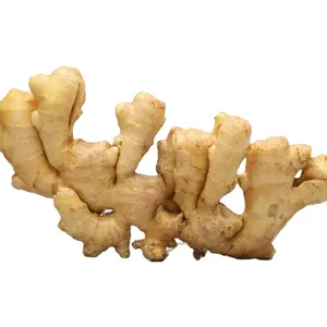 Top brand ginger supplier from china wholesale ginger plants