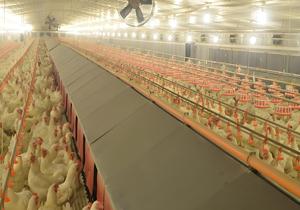 Thương mại trứng gà nhà thiết kế xây dựng kết cấu thép đổ cho gia cầm trang trại để bán - Product Image 3