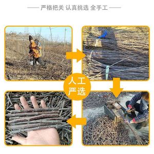 Palitos de madera de manzana secos para masticar, para hámsters, chinchillas, conejillos de indias, conejos, juguetes para animales pequeños, forma redondeada, duraderos, Shandong - Product Image 3