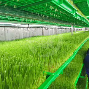 Machine industrielle <span class=keywords><strong>de</strong></span> germination automatique des graines OCEAN pour pois, orge et haricots - Product Image 5