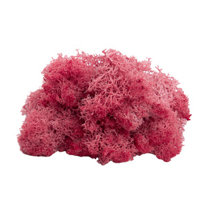 AYOYO Last 5 Years Wall Design <strong>Moss</strong> Wall Real Natural Stabilized <strong>Moss</strong> Preserved <strong>Bun</strong> Pole <strong>Moss</strong> - Product Image 6