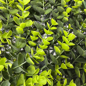 Pannello di legno bosso <span class=keywords><strong>siepe</strong></span> parete pianta artificiale formato su misura finta verde erba UV protetta da esterno pianta interna per <span class=keywords><strong>balcone</strong></span> - Product Image 3