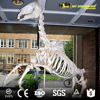 Alismy Dino DS725 squelette d'animal, modèle 3d, squelette de cheval