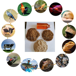 Vers de farine séchés de qualité supérieure à haute teneur en protéines pour <span class=keywords><strong>la</strong></span> nourriture des oiseaux sauvages - Product Image 3