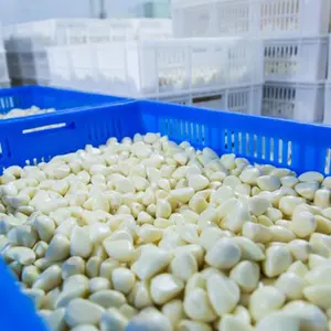 New Crop Fresh Chinese Peeled Garlic Cloves Peel Garlic Fresh For Wholesale With Low Price In China