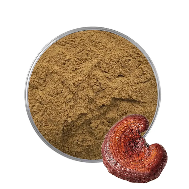 Vente en gros d'échantillons gratuits d'extrait de champignon Reishi en vrac 100% poudre d'extrait de Ganoderma Lucidum pur 10:1