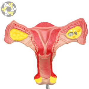 Modelo Anatómico Femenino de Alta Calidad, Órganos <span class=keywords><strong>Genitales</strong></span> <span class=keywords><strong>Internos</strong></span> (Útero), Diseño Correcto, Material de PVC, Tamaño de 20 cm, para Uso Médico - Product Image 1