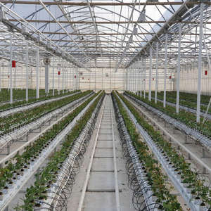 Tecnología <span class=keywords><strong>de</strong></span> invernadero gótico <span class=keywords><strong>de</strong></span> película plástica <span class=keywords><strong>de</strong></span> túneles múltiples para cultivo <span class=keywords><strong>de</strong></span> fresas agrícolas - Product Image 5