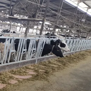 Serrure en acier galvanisée à chaud de tête de bétail de serrure de tête de vache pour la ferme laitière