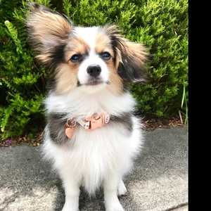 Stainless Steel Customized Engraved Pet Name Phone Adress Jewelry Custom Pet Cat Collar Bone Shaped Tags Dog ID Tags - Product Image 5