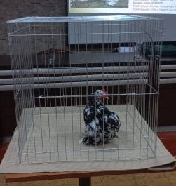 Gabbie per gallo da combattimento piegate per assemblare facilmente - Product Image 5