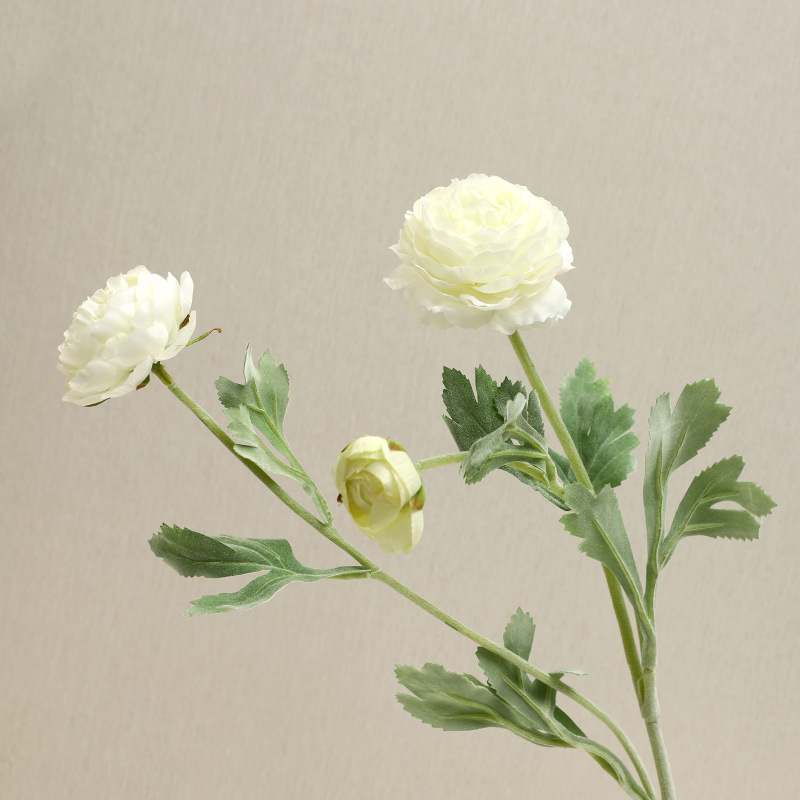 Blanc