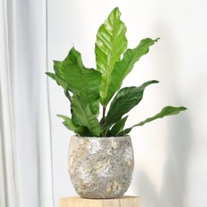 Pot de fleurs sur pied de style nordique avec motif lune créatif, grand diamètre, pour plantes vertes, design vintage - Product Image 4