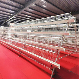 Nueva Jaula Automática de Malla de Alambre Tipo A para Gallinas Ponedoras en Avicultura - Product Image 3