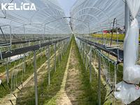 Gouttière de culture en serre utilisée pour la culture hydroponique des fraises