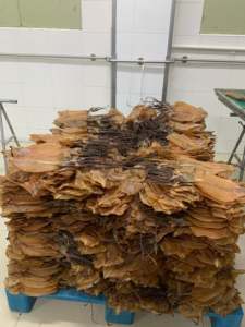 Personalizzazione all'ingrosso <span class=keywords><strong>Calamari</strong></span> secchi congelati con testa di seppia frutti di mare spuntini freschi originali <span class=keywords><strong>Calamari</strong></span> vendita calda snack - Product Image 2