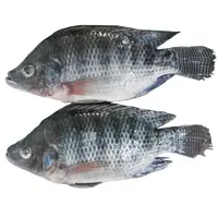 Фермы разведения замороженные рыбы в горшках масштабированные Тилапия Nilotica для продажи