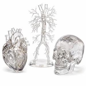 Modèles médicaux transparents imprimés en 3D sur mesure, prototypes anatomiques de cœur, de vaisseaux sanguins et de crâne en résine SLA haute précision, service OEM - Product Image 1