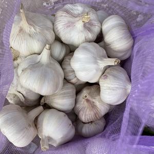 Proveedor de Fábrica de Origen Chino, Venta al por Mayor de Ajo Fresco, Exportación a Yemen, Calidad Normal, Ajo Blanco - Product Image 5