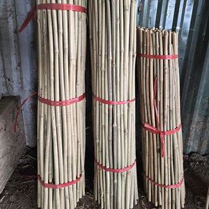 Durable Tonkin <b>Bamboo</b> Stakes for Vineyard and Farm Support Eco Friendly <b>Bamboo</b> Garden <b>Canes</b> for Agriculture - Product Image 1