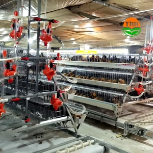 Lồng nuôi gà mái đẻ tự động cấp nước 500 con dành cho trang trại gia cầm Tanzania - Product Image 5