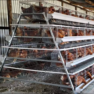Jaula Automática Tipo A para Gallinas Ponedoras con Sistema de Alimentación y Eliminación de Estiércol - Product Image 4