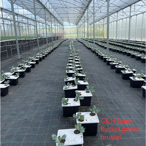Système hydroponique intelligent à seaux hollandais pour la culture de poivrons/tomates/concombres/aubergines/melons <span class=keywords><strong>en</strong></span> serre - Product Image 5
