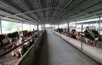 Conception moderne de bâtiments préfabriqués à structure en acier Hangar à vaches et ferme avicole pour vaches porcs moutons pour entrepôts