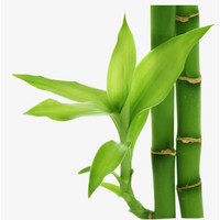 Extrait de feuille de bambou naturel 70% poudre de silice Poudre de tige de bambou