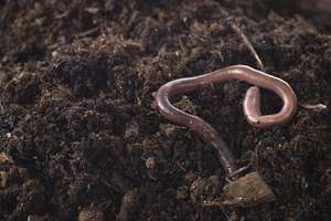 الأسمدة العضوية Vermicompost الحبيبي - Product Image 2